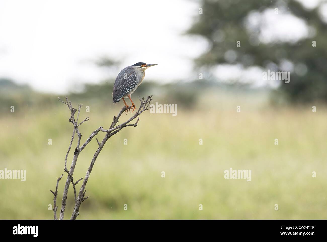 Butorides striata, auch bekannt als grüner Reiher oder grüner Reiher, thront in einem toten Baum Stockfoto