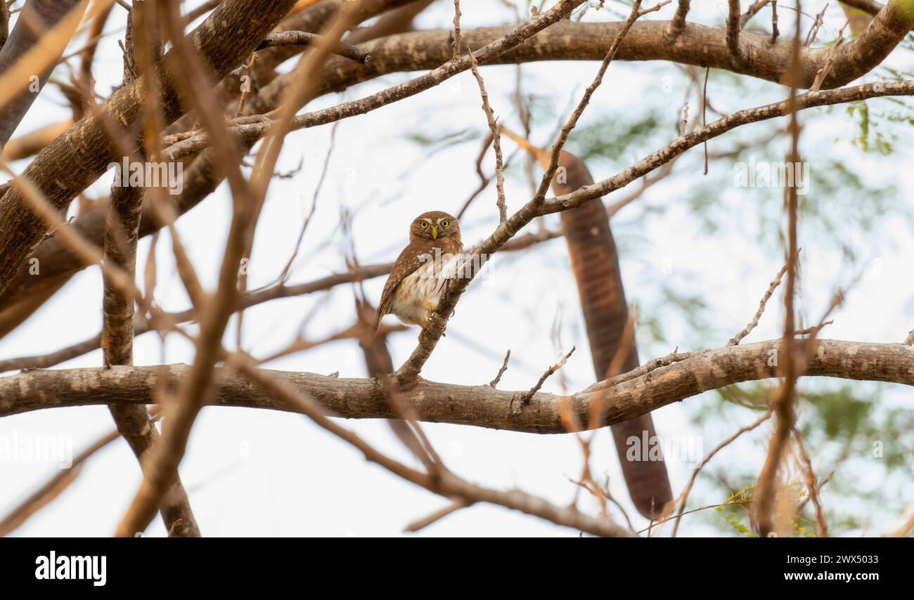 Eine ferruginöse Zwergeule, wissenschaftlich bekannt als Glaucidium brasilianum, thronte zufrieden auf einem Baumzweig in Südafrika. Stockfoto