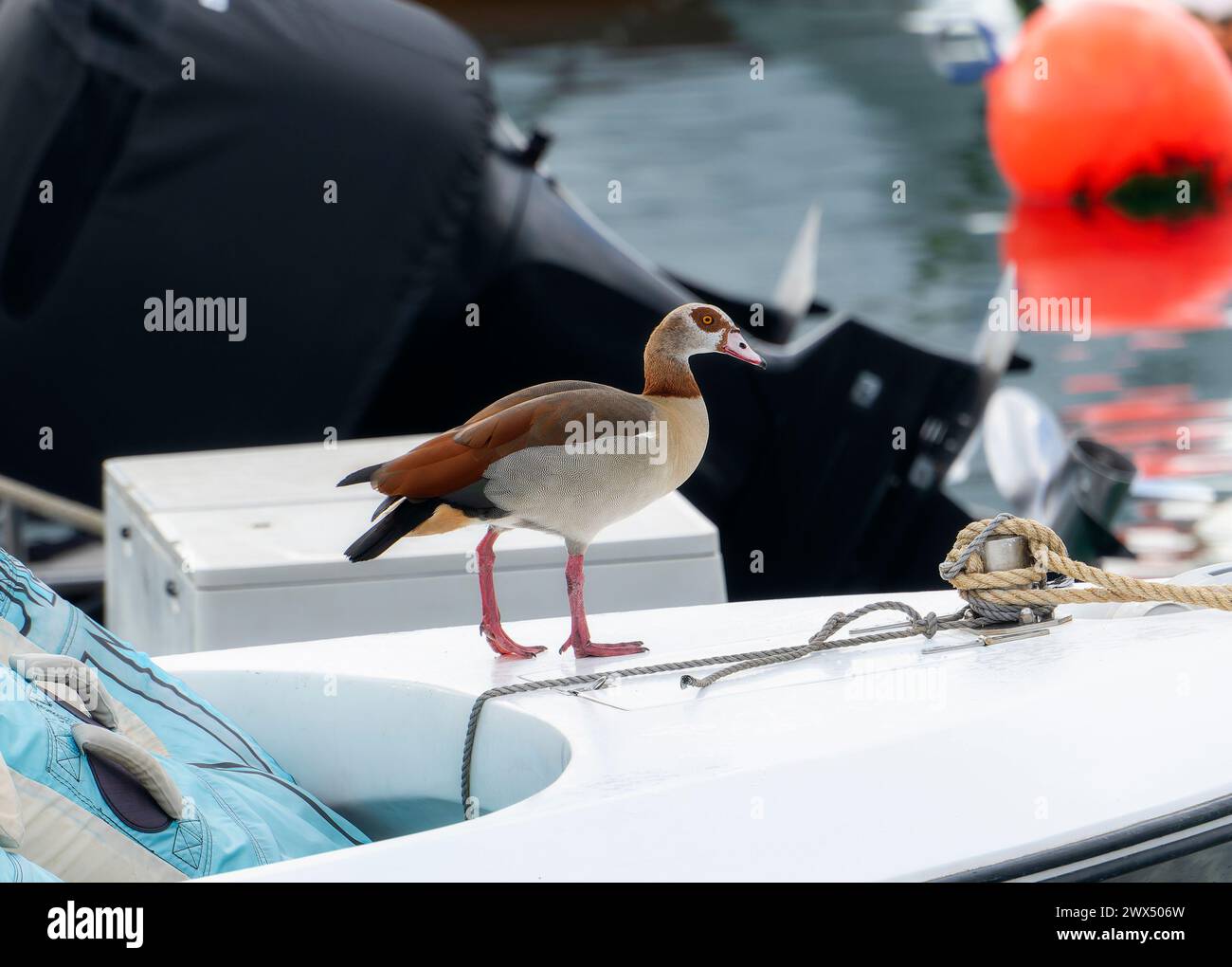 Ein ägyptischer Gänsevogel, wissenschaftlich bekannt als Alopochen aegyptiaca, thront am Rand eines Bootes in Südafrika. Stockfoto