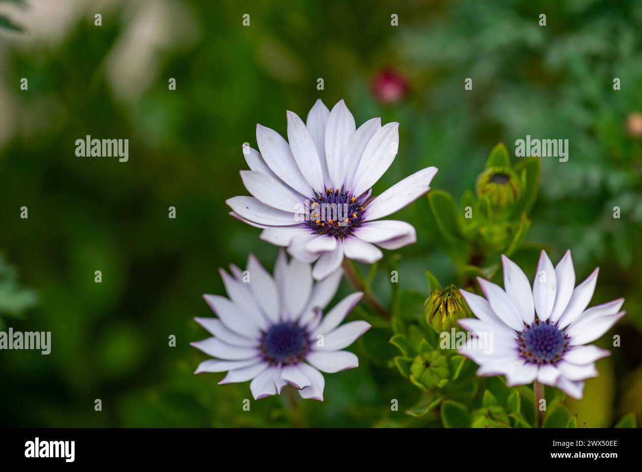 Dimorphotheca ecklonis (Cape marguerite) Osteospermum Frühlingsblumen vom purpurnen Gänseblümchen-Typ, Cape Marguerite, grüner Hintergrund Stockfoto