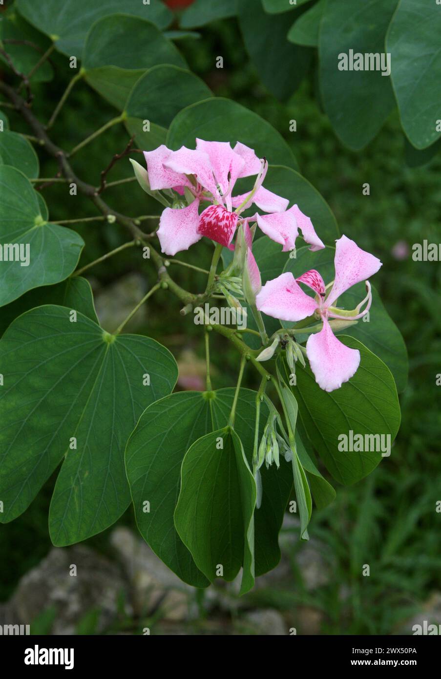 Orchideenbaum bauhinia variegata -Fotos und -Bildmaterial in hoher  Auflsung  Alamy