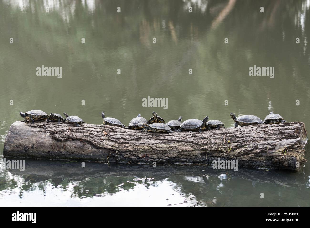 Zwölf Schildkröten auf einem Baumstamm, die auf die Sonne warten. Stockfoto