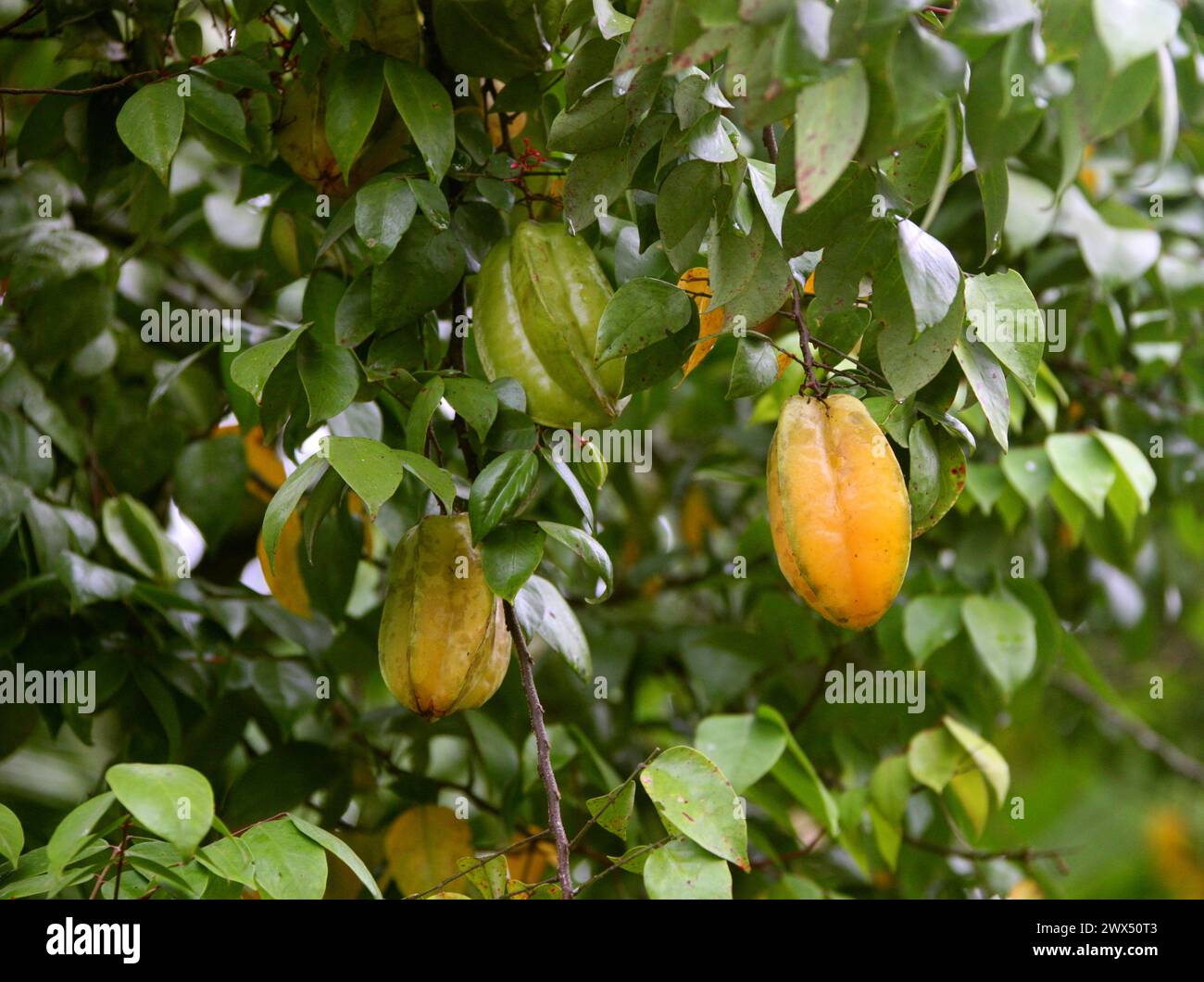 Carambola, Sternfrucht oder Sternenbaum, Averrhoa carambola, Oxalidaceae (Averrhoaceae), Costa Rica. Stockfoto