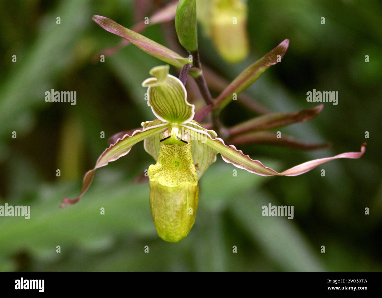 Damenschuh Orchidee, Paphiopedilum sp. Orchidaceae. Costa Rica. Stockfoto