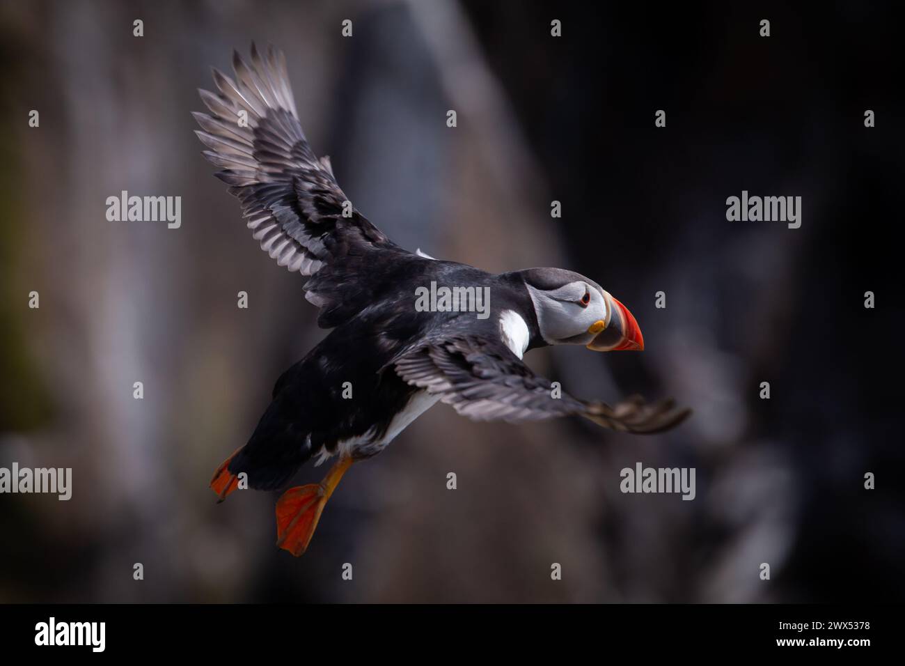 Puffin in Südirien Stockfoto