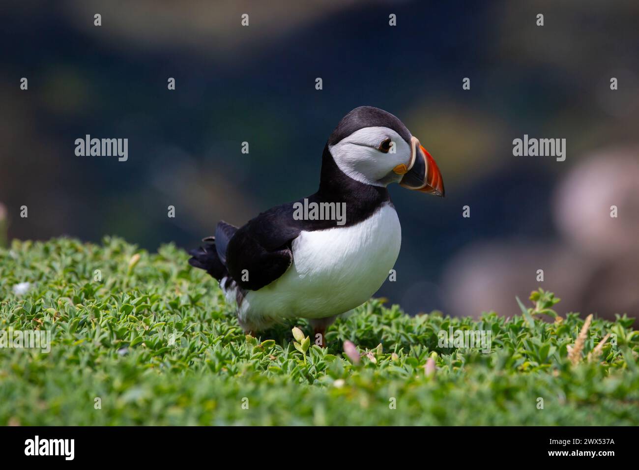 Ein erwachsener Papageientaucher, der am Rande einer Klippe im County Wexford, Irland, steht. Stockfoto