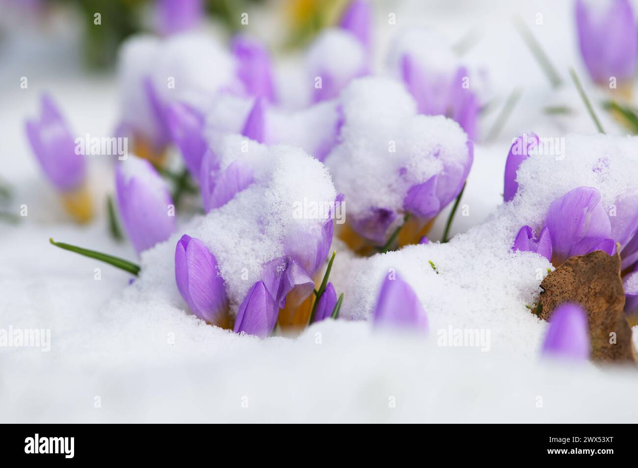 Violette Krokusse unter einer Schneedecke Anfang März. - British Columbia, Kanada. Stockfoto