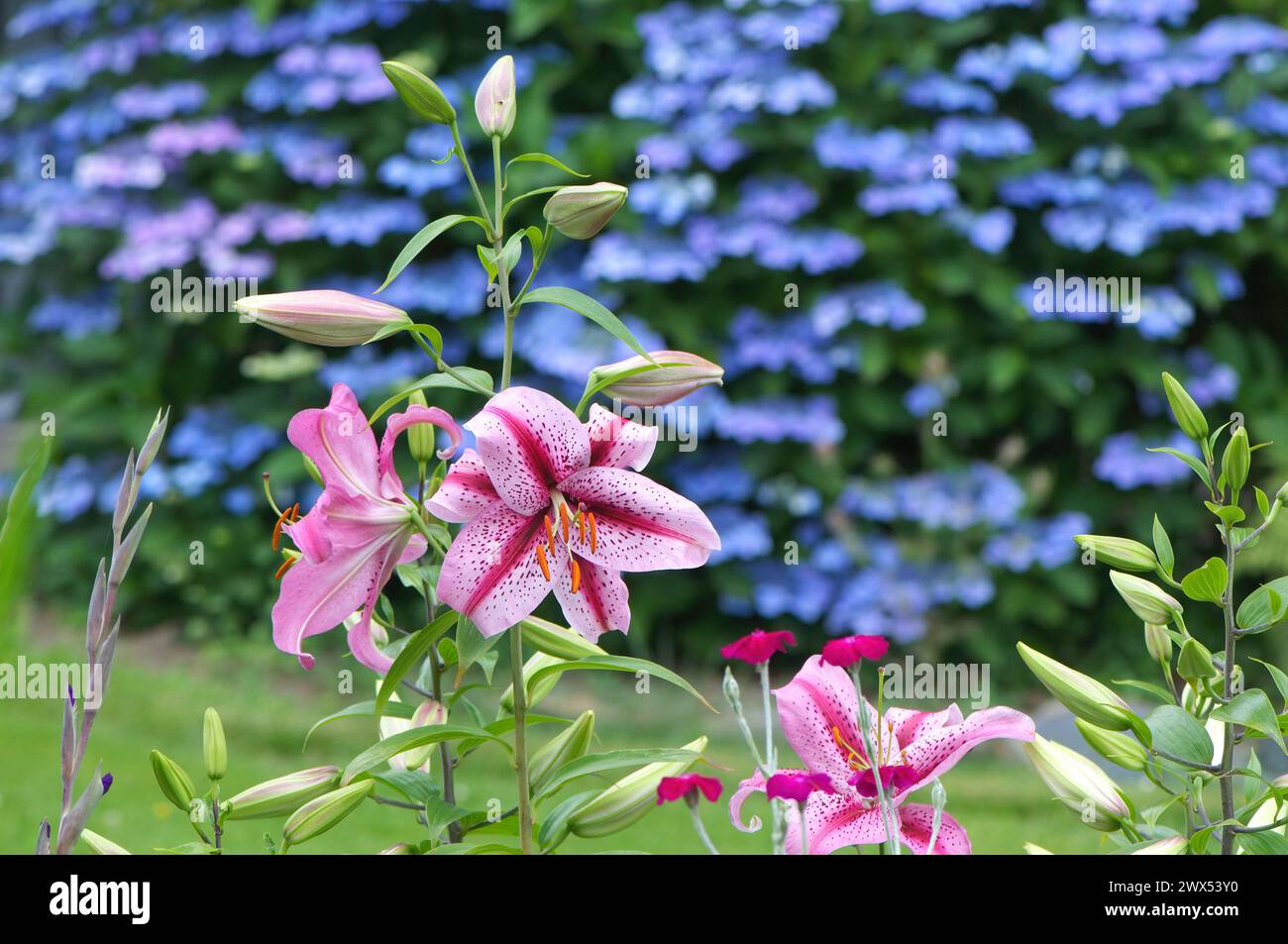 Sterngazer Orientalische Lilie (Lilium orientalis 'Stargazer') - mit einer blauen Hortensie im Hintergrund. Stockfoto