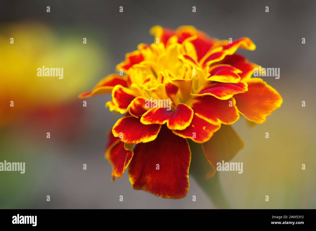 Marigold - Zwerg French Petite (Tagets patula) - Nahaufnahme eines einzelnen zweifarbigen Blumenkopfes. Stockfoto