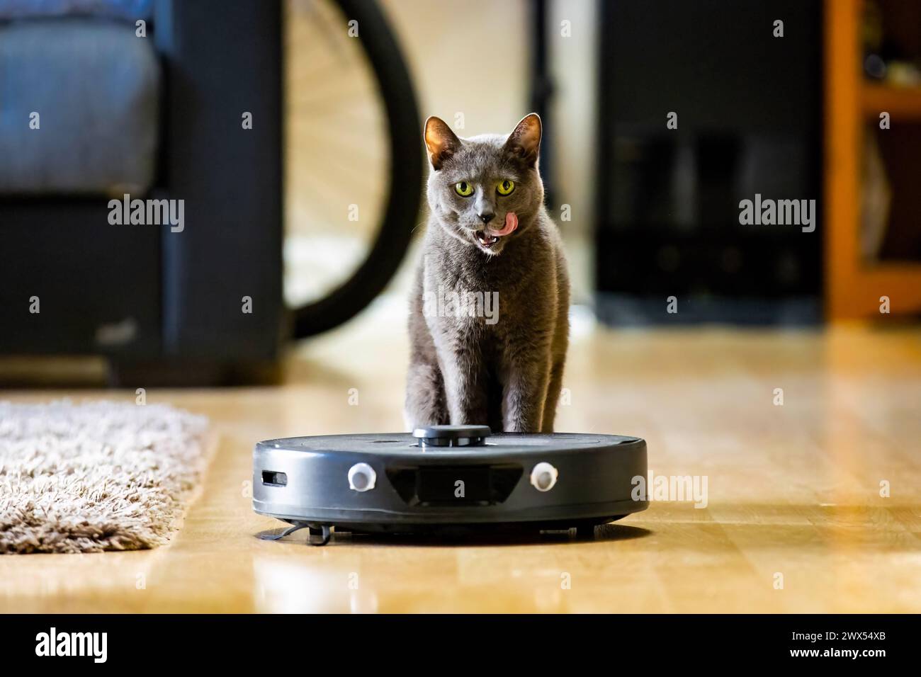 Ruhige und neugierige Katze in der Nähe des Roboter-Staubsaugers Nahaufnahme Porträt Stockfoto