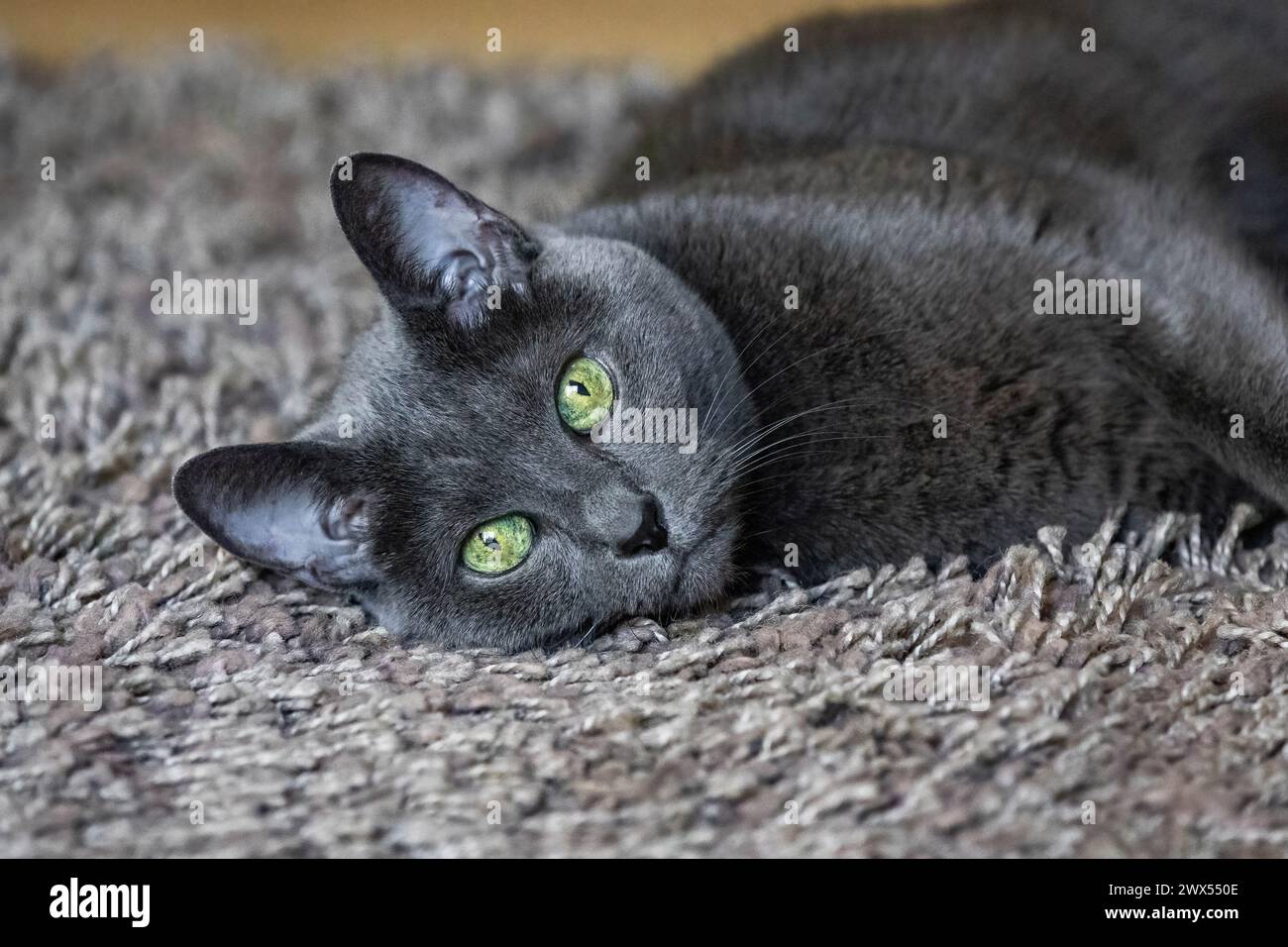 Nahaufnahme wunderschönes Porträt einer russischen blauen Katze, die auf Teppich liegt Stockfoto