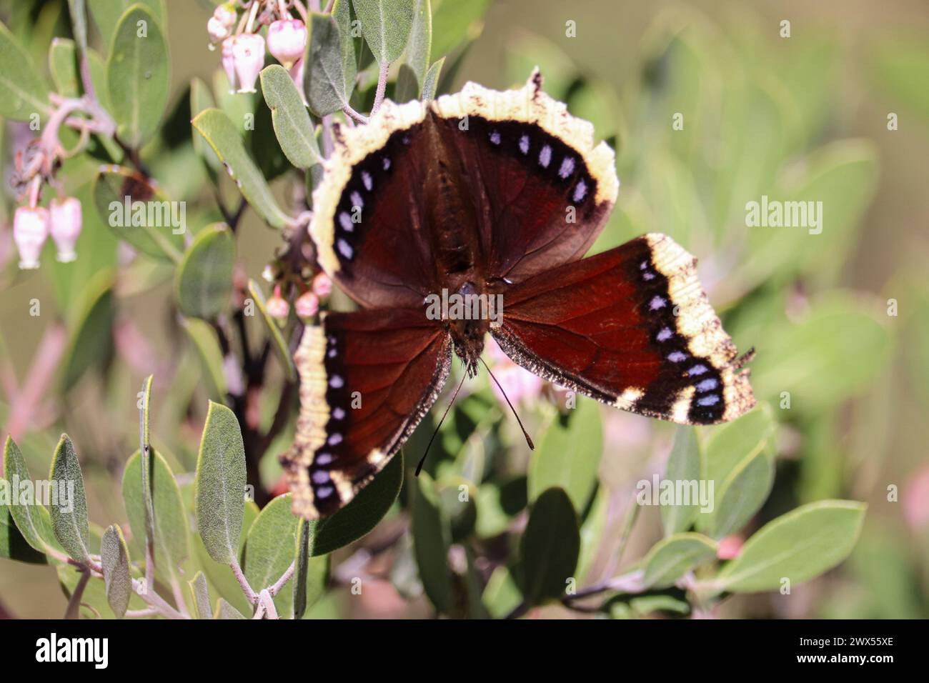 Trauermantel Schmetterling oder Nymphalis Antiopa, die sich von Manzanita-Blüten ernähren, im Rumsey Park in Payson, Arizona. Stockfoto