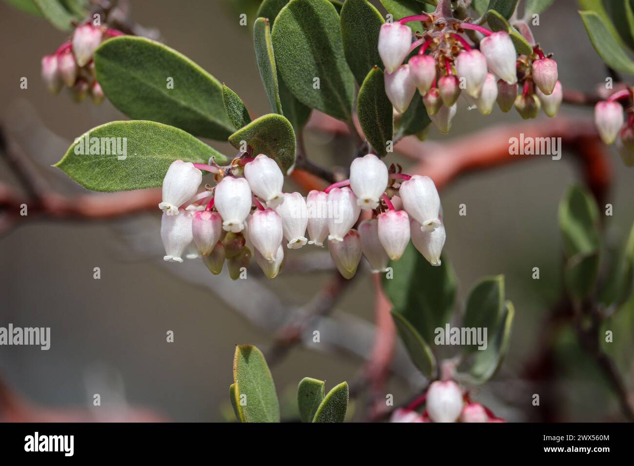 Auf dem Payson College Trail in Arizona könnt ihr die Blüten von Pointleaf Manzanita oder Arctostaphylos pungens aus nächster Nähe bewundern. Stockfoto