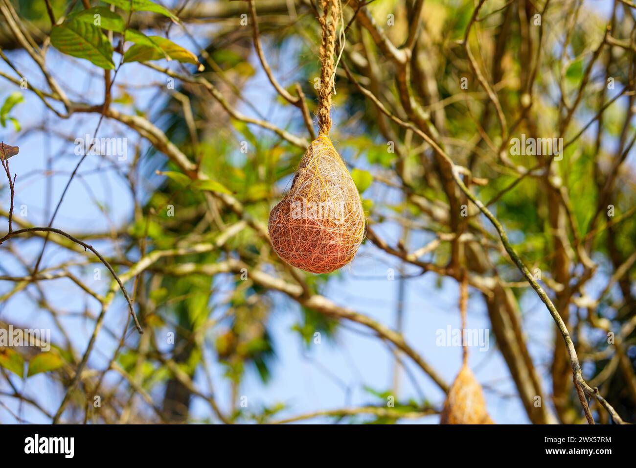 Nest von Webervögeln, die am Baum hängen, Tailorbird Strohnest Stockfoto