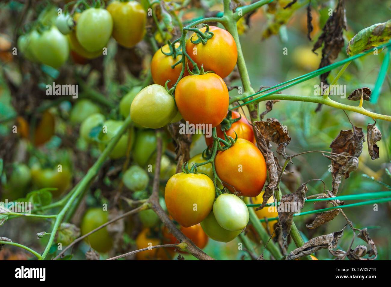 Grüne und rote Tomaten hängen an seinem Baum Stockfoto
