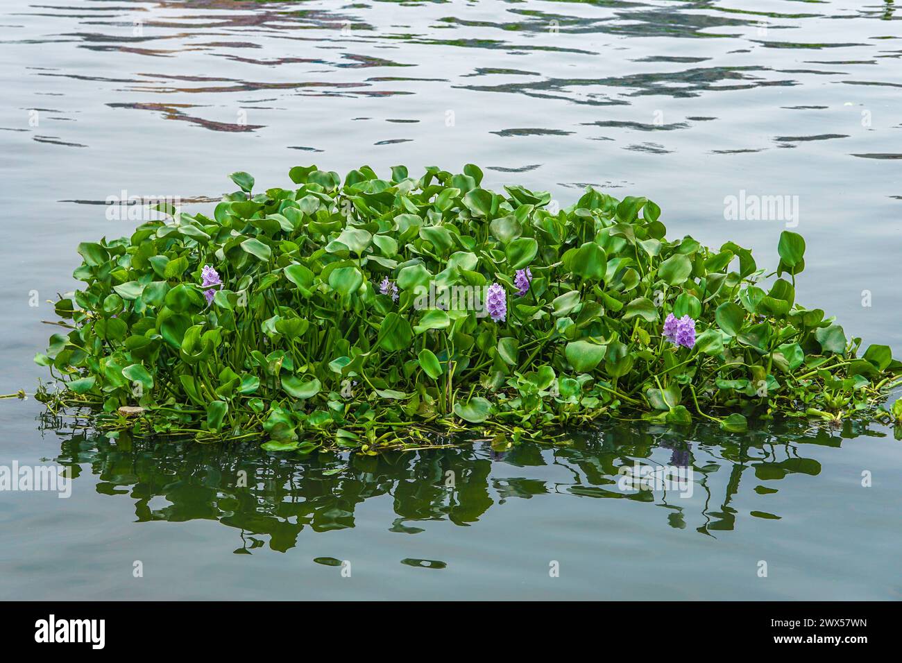 Wasserhyazinthen und Blumen, die im Fluss schwimmen (Pontederia crassipes) Stockfoto