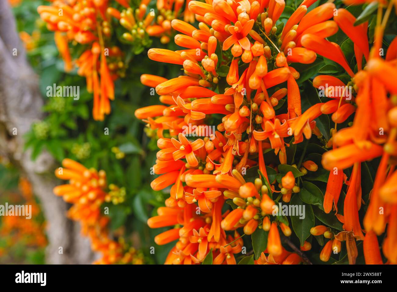 Lebendige Wandteppiche aus dichten Blütenbündeln in leuchtenden Orangen schmücken die Flame Rebe (Pyrostegia venusta) Stockfoto