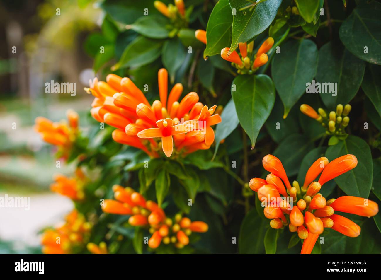 Flammrebe (Pyrostegia venusta) zeigt ihre lebendige Schönheit mit dichten Häufchen von leuchtenden orangefarbenen Blüten, Nahaufnahme Stockfoto