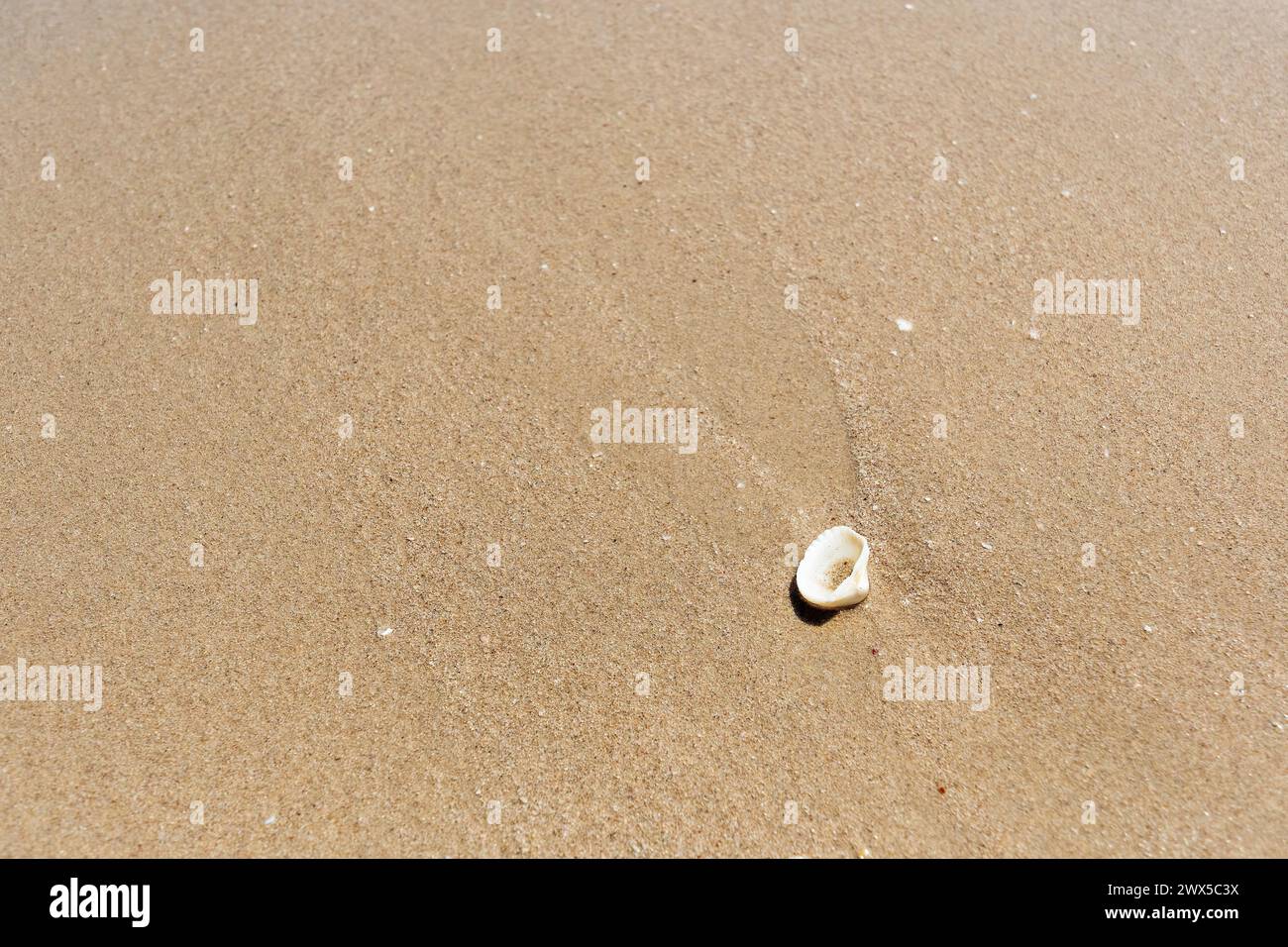 Muscheln im gelben nassen Sand am tropischen Strand. Ansicht oben Stockfoto