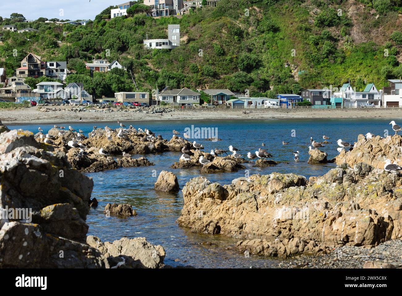 Typisches Wohngebiet am Ufer Neuseelands. Farbenfrohe Holzhäuser säumen die Bucht. Stockfoto