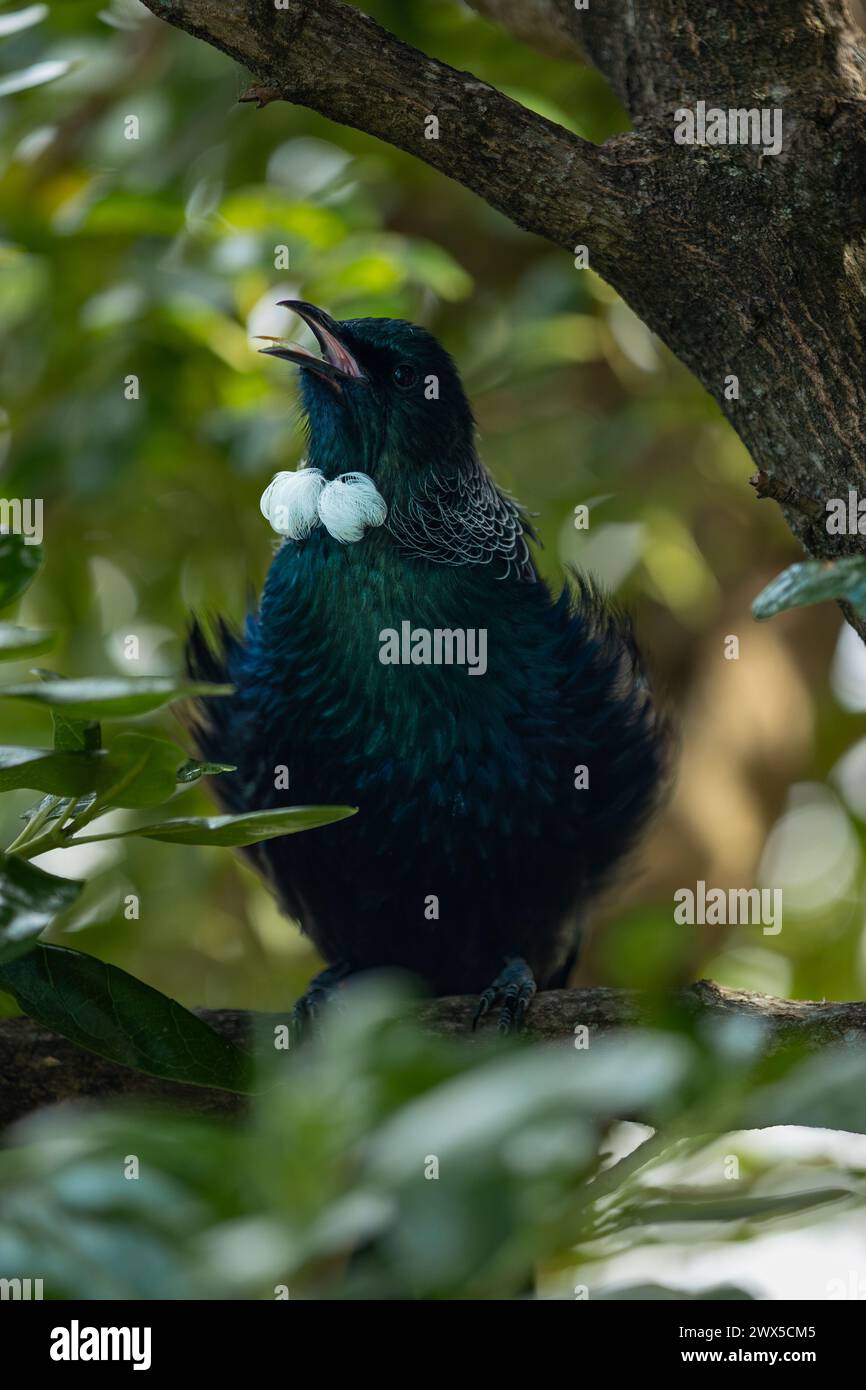 Er singt Tui Vogel und streckt seine Zunge aus, während er in einem Baum singt. TUI-Vögel haben spezielle Zungen mit bürstenartigen Spitzen. Stockfoto