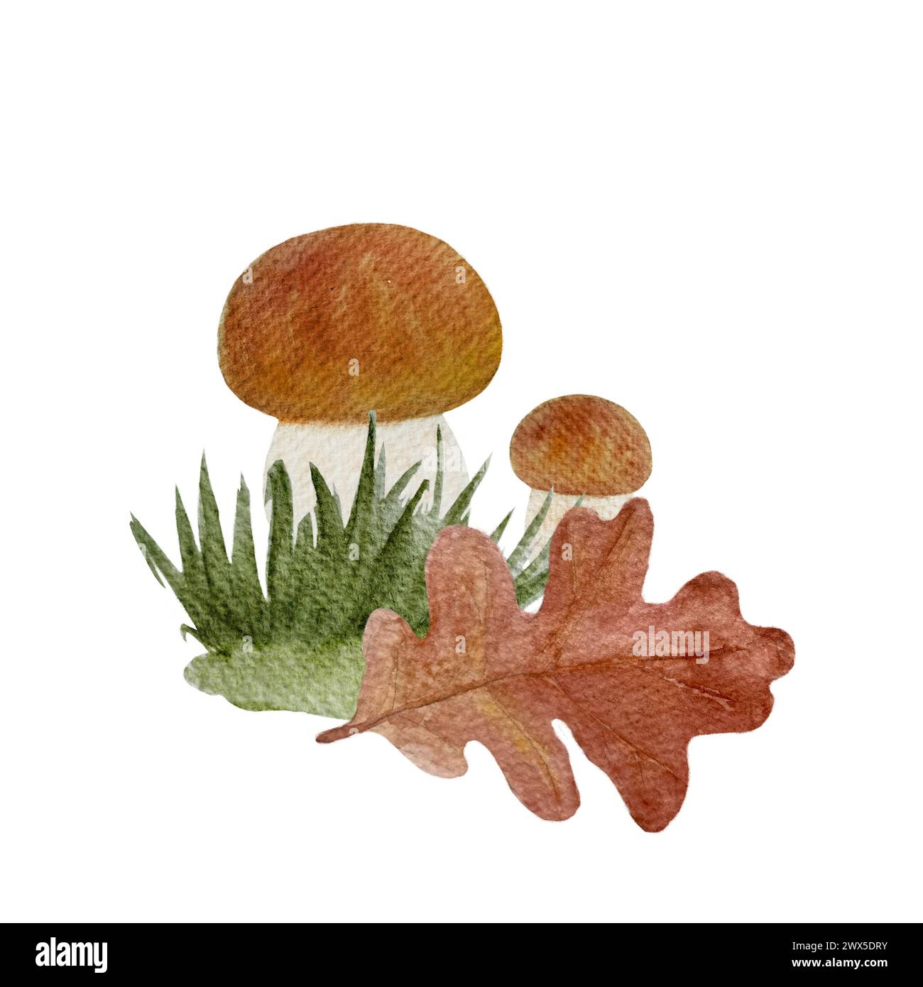 Stachelpilz mit einer Schnecke und Eichenblatt Aquarellkompositon isoliert auf weiß Stockfoto
