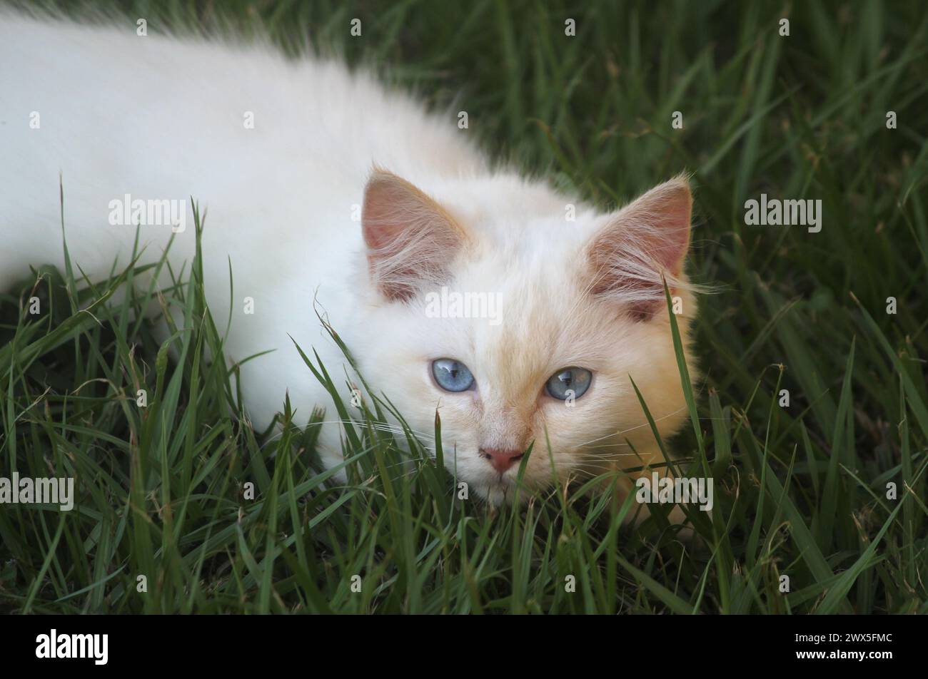 Ragdoll-Kätzchen mit rotem Flammenpunkt, die im Gras liegen Stockfoto