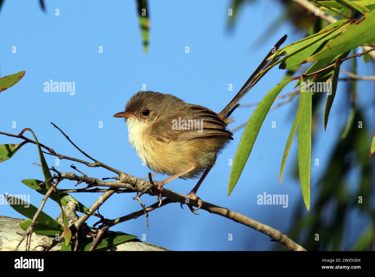 Weiblicher roter Feenvogel, der auf einem Baumzweig sitzt Stockfoto