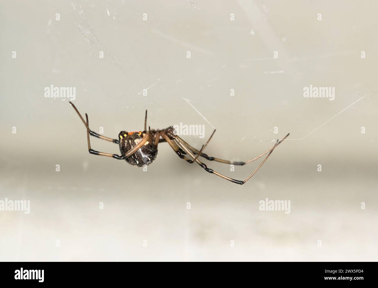 Brown Widow Spider (Latrodectus geometricus) im Kopierraum der Web-Seite. Naturschädlingsbekämpfungskonzept. Stockfoto