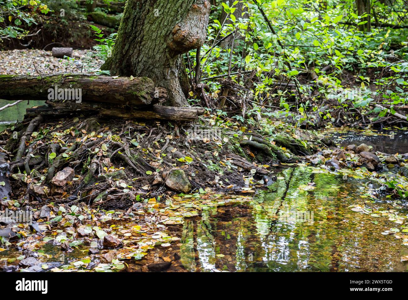 Ein Baum, der mitten in einem Bach wächst, Wurzeln im Wasser Stockfoto