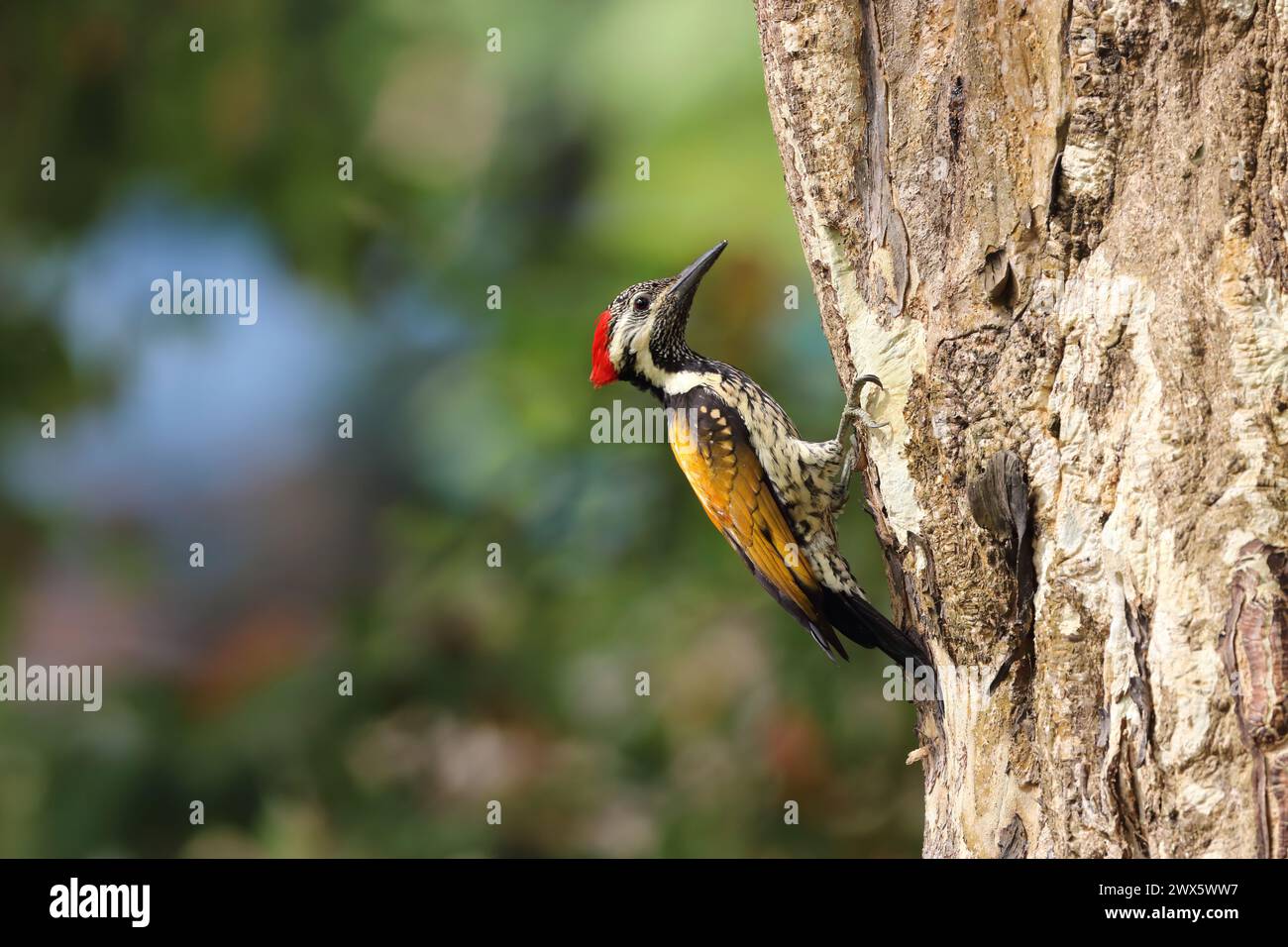 Der Schwarzrumpelflameback ist eine große Art mit 26–29 cm Länge. Er hat eine typische Spechtform und die goldgelben Flügeldecken sind unverwechselbar Stockfoto