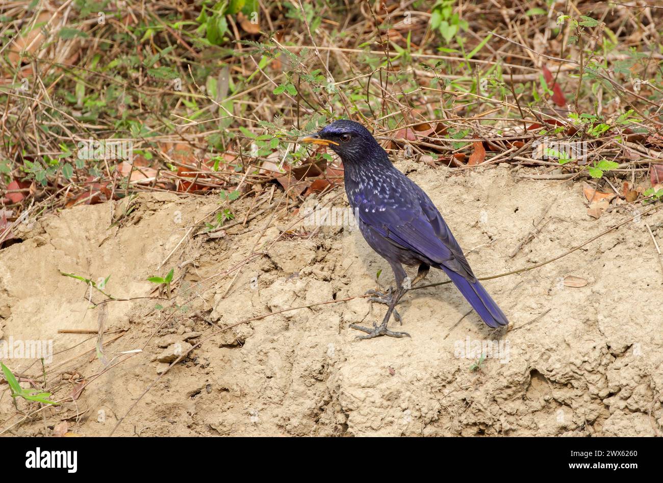 Blue Whistling Soor ist ein Vogel aus der alten Welt Fliegenfänger Familie Muscicapidae, der in den Bergen Zentralasiens, Südasiens, Chinas und zu finden ist Stockfoto