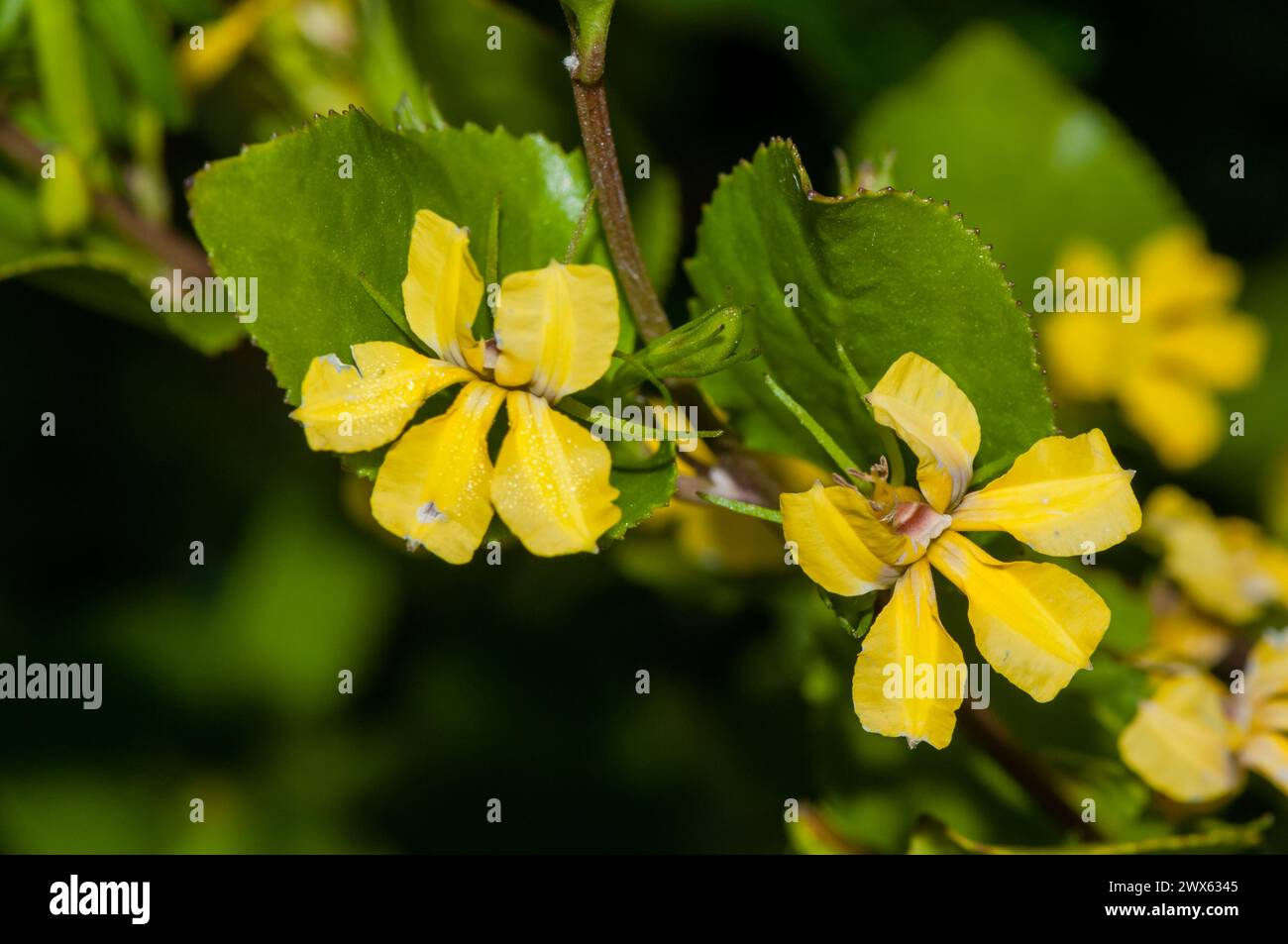 Hop Goodenia, Goodenia ovata, endemisch im Südosten Australiens, Cape Conran, Australien Stockfoto