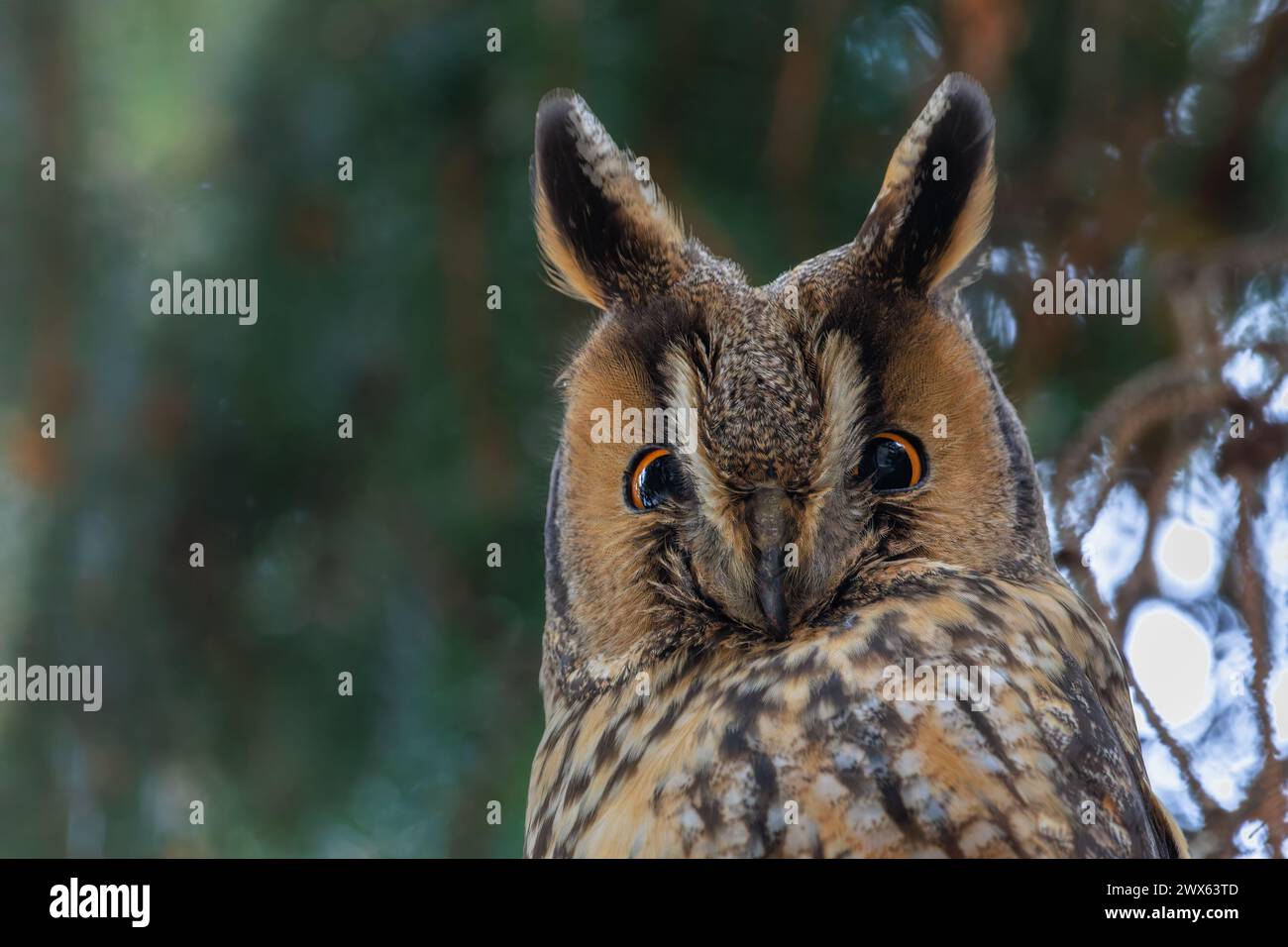 Langhaareule (Asio otus) schönes Nahporträt Stockfoto