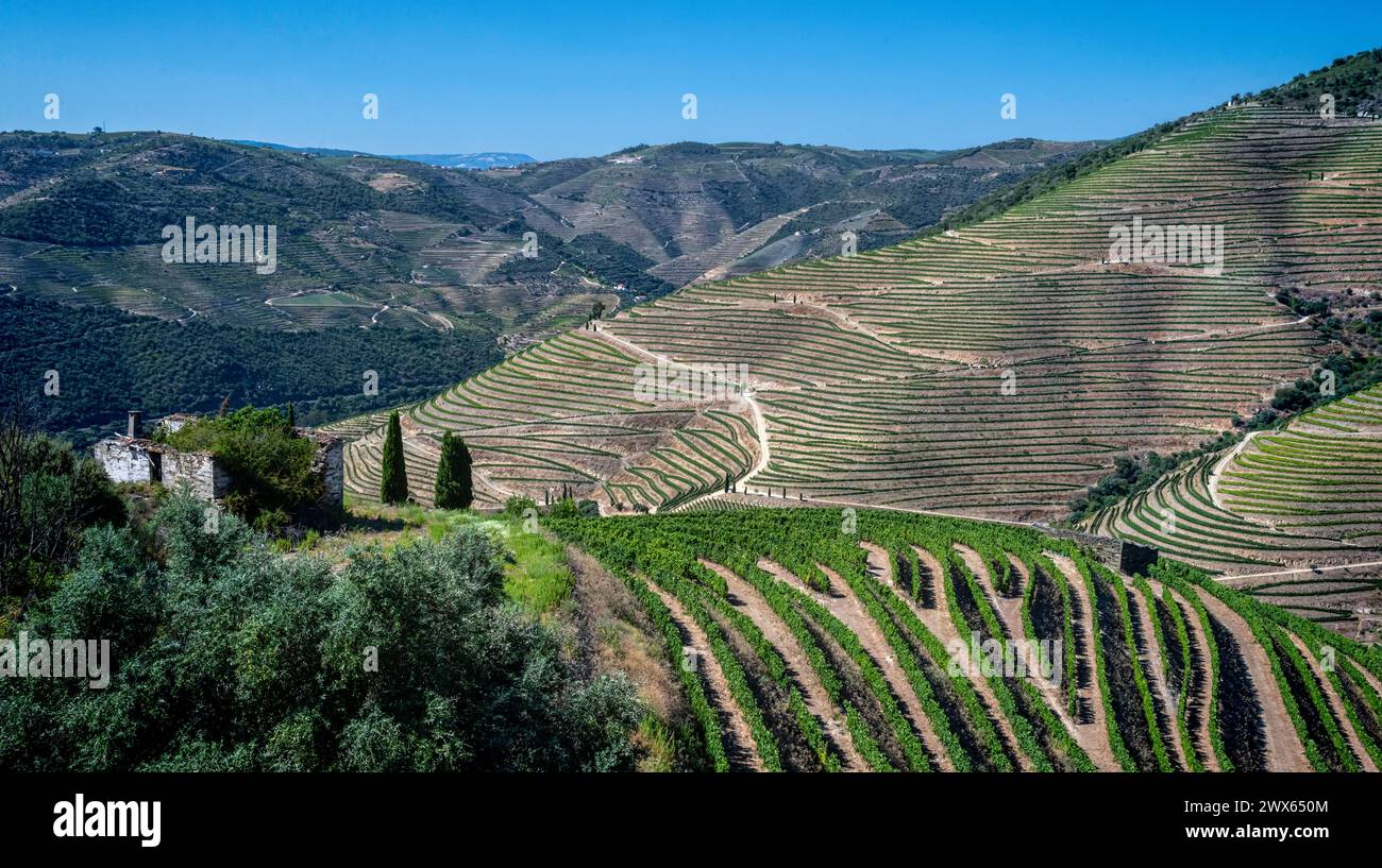 Weinberge im Tua-Tal, Tras-os-Montes, Portugal. Juli 2021 Stockfoto