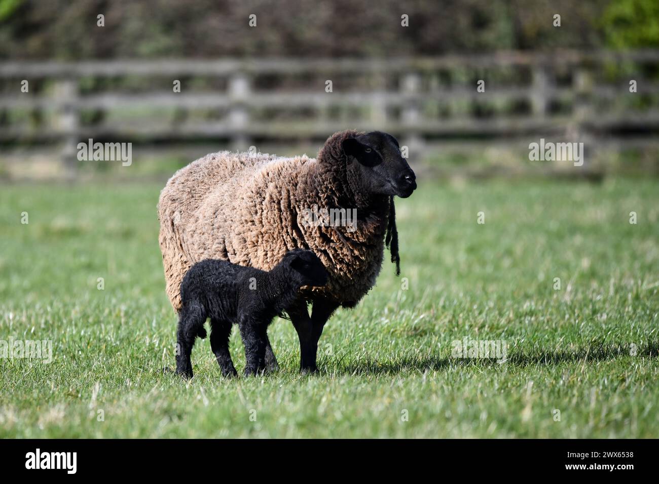 Schafe Stockfoto