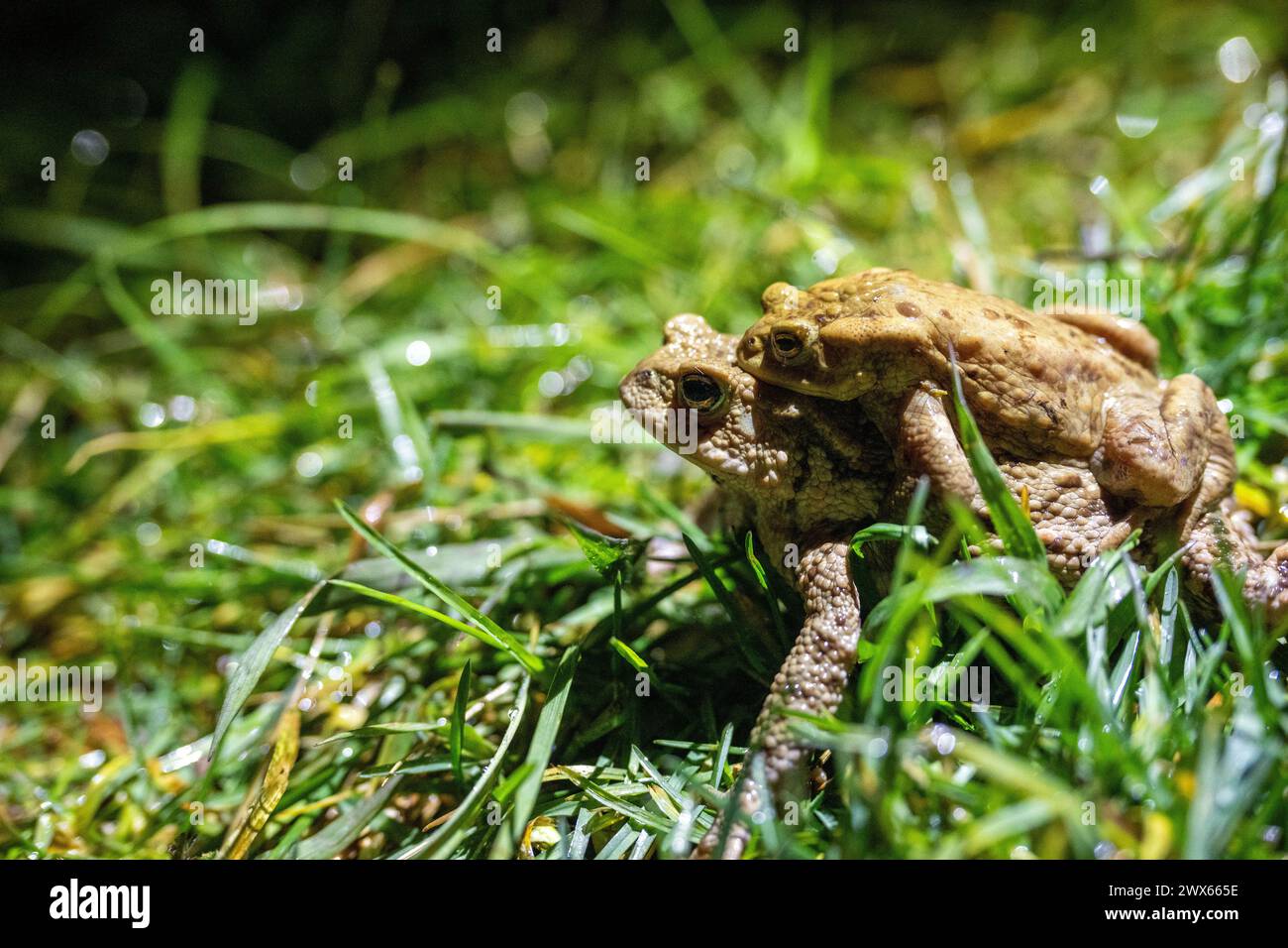 Jesserndorf, Deutschland. März 2024. Ein Paar Kröten sitzt im feuchten Gras. Die Amphibienwanderung ist in vollem Gange, der Gipfel wird bald vorbei sein. Quelle: Pia Bayer/dpa/Alamy Live News Stockfoto