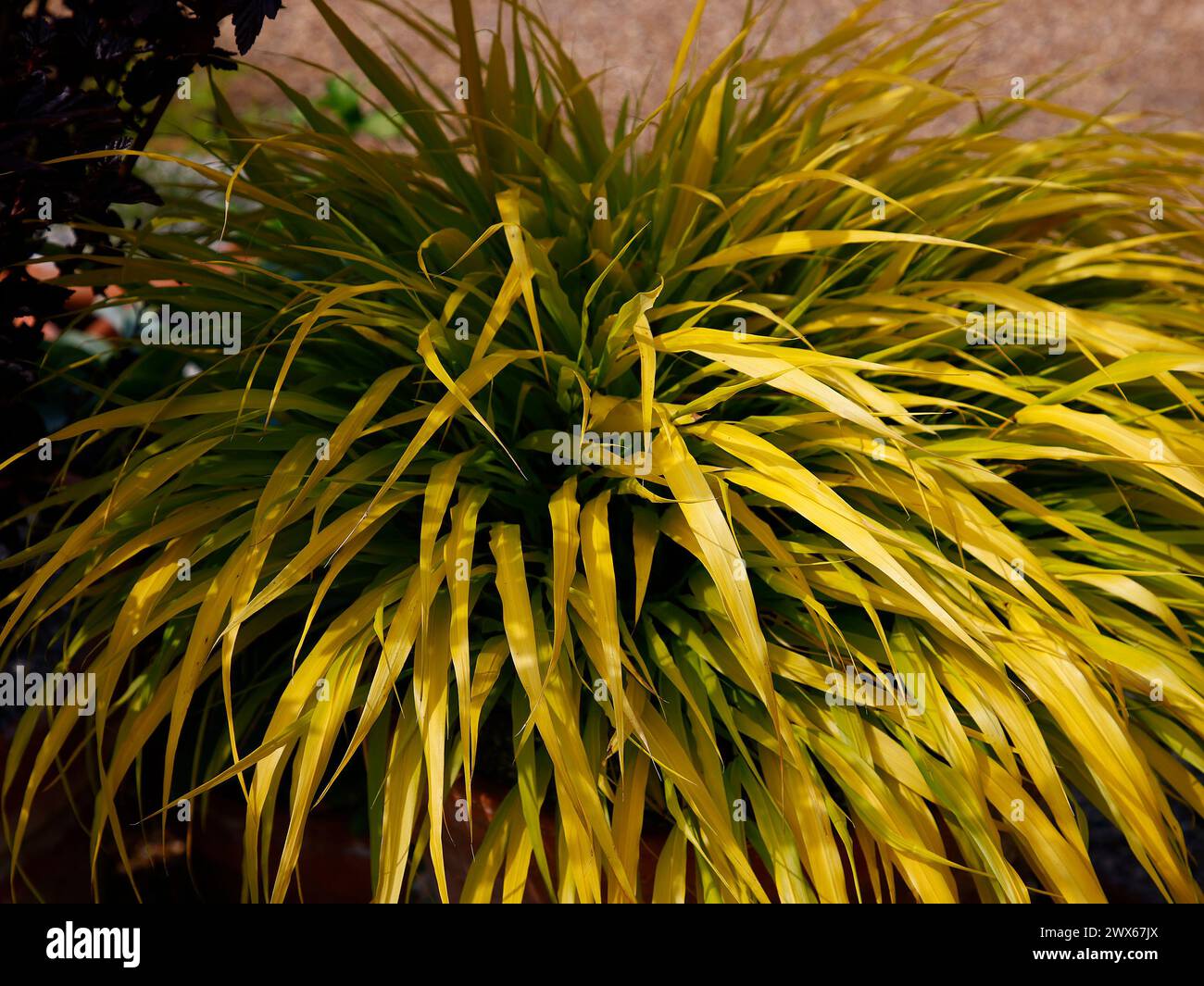 Nahaufnahme der goldenen Blätter des Ziergartens Gras hakonechloa macra alles Gold. Stockfoto