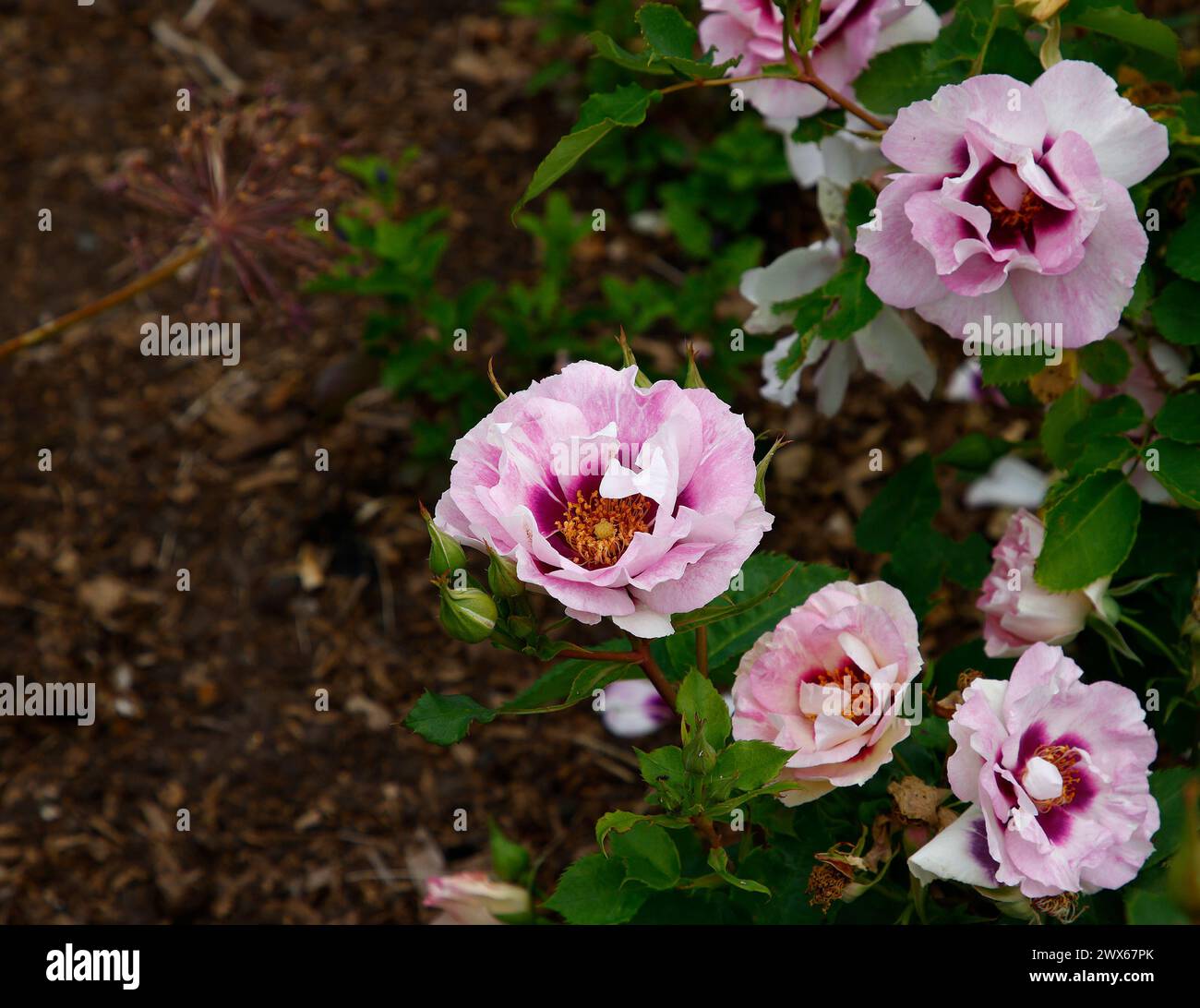 Nahaufnahme der blasslila rosa und lila Blumen des Gartens Rose Rosa Eyes für Sie. Stockfoto