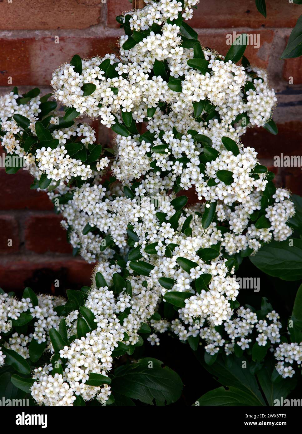 Nahaufnahme der weißen Blüten des Gartenstrauchs pyracantha saphyr rouge cadrou. Stockfoto