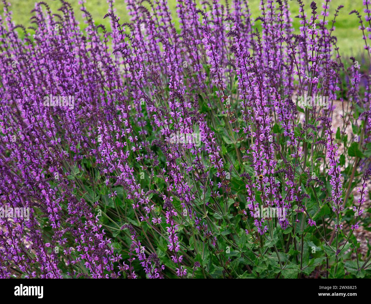 Nahaufnahme der purpurblauen Blüten der mehrjährigen Gartensalbei salvia Serenade. Stockfoto