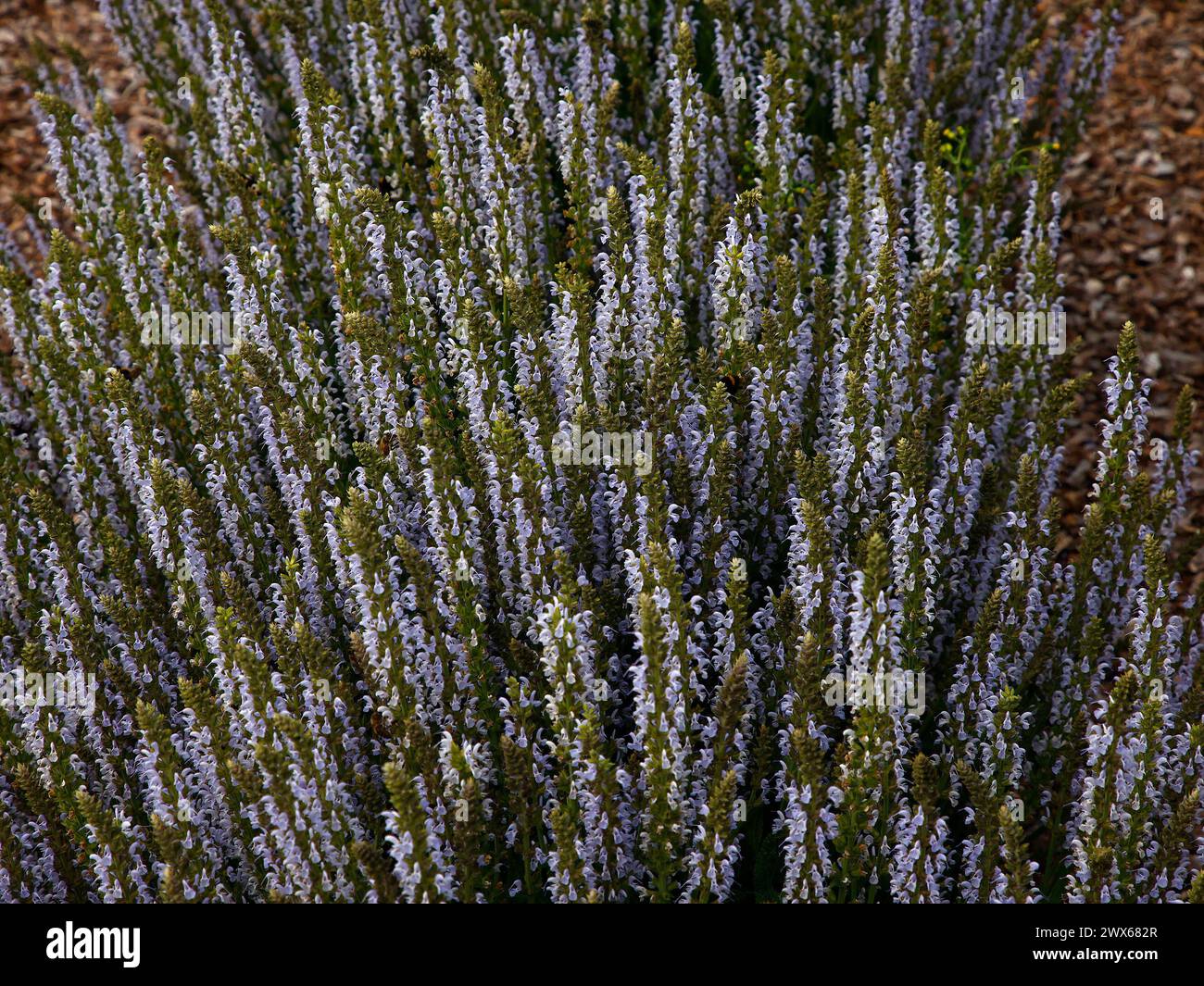 Nahaufnahme der hellblauen Blütenspitzen der ausdauernden Gartensalbeipflanze salvia nemorosa, die den Rahmen füllte. Stockfoto