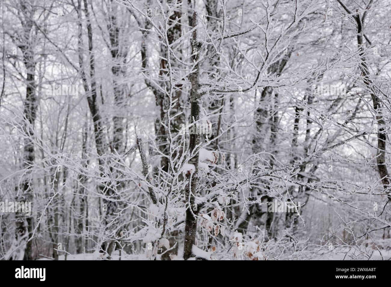 Blick auf gefrorene Bäume im Wald. Stockfoto