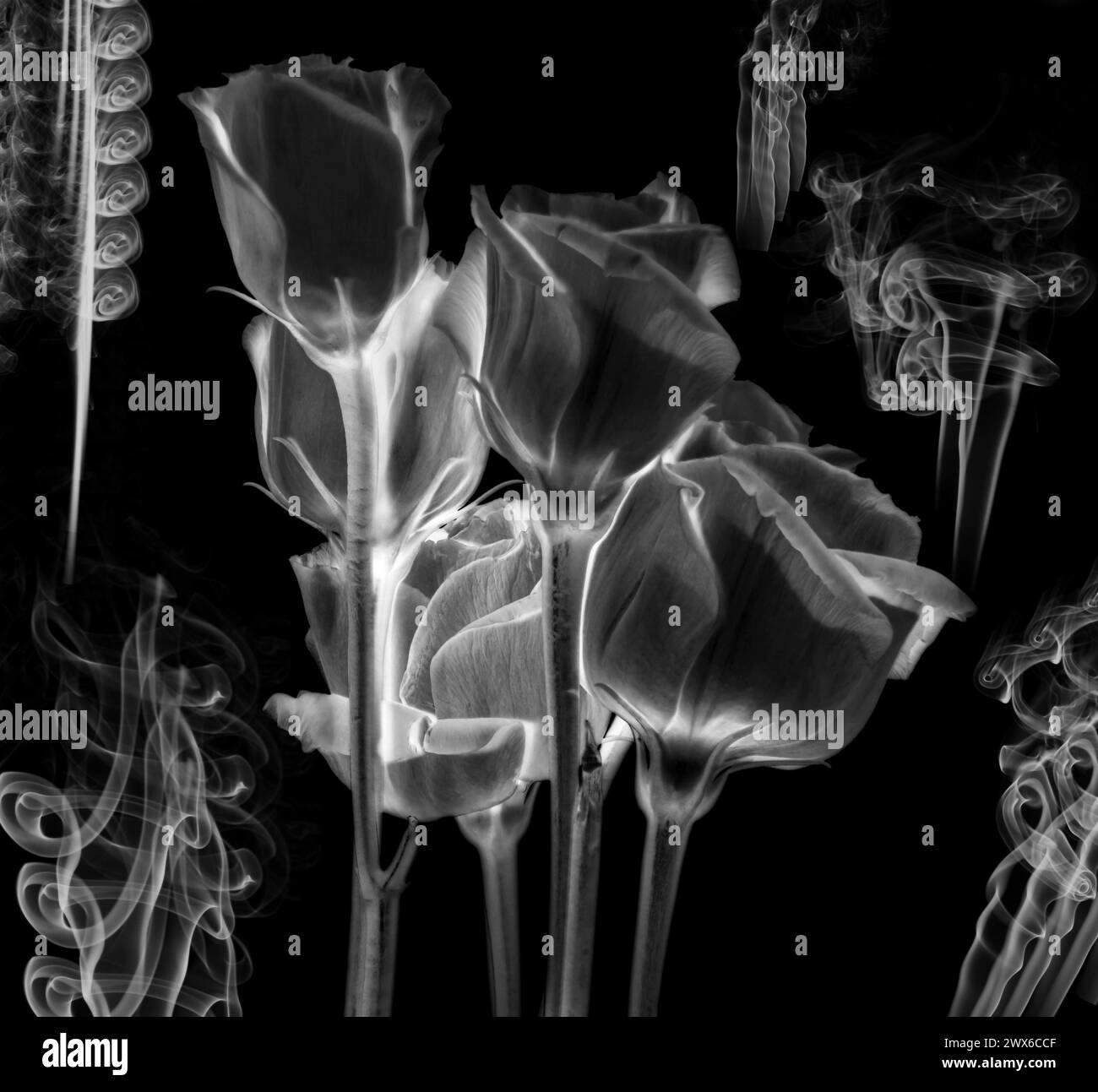 Weiß auf schwarzem Lisianthus Blüten Inversion mit wirbelndem Rauchhintergrund Stockfoto