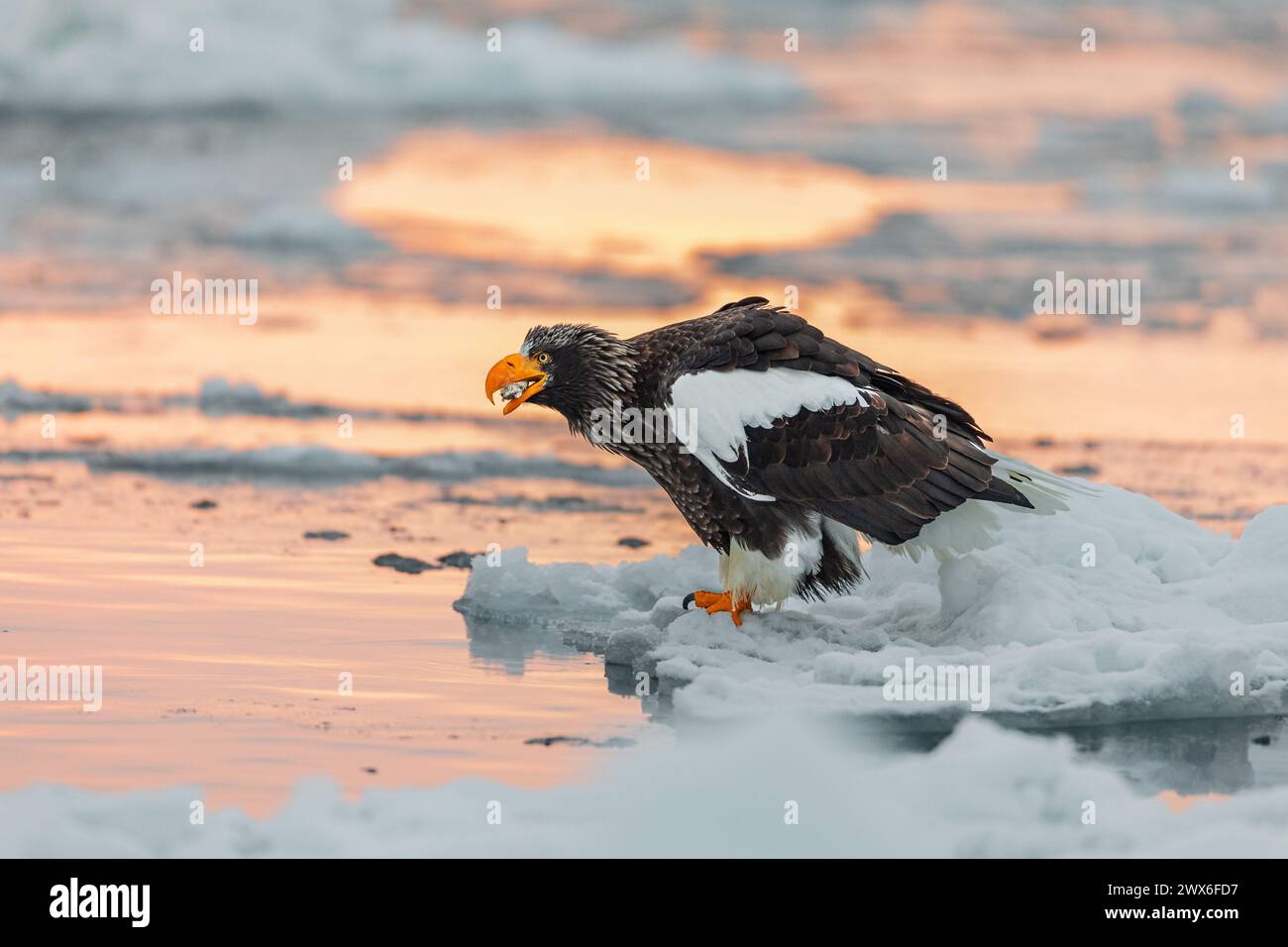 Steller's Seeadler (Haliaeetus pelagicus), Meereis, Hokkaido (Japan) Stockfoto