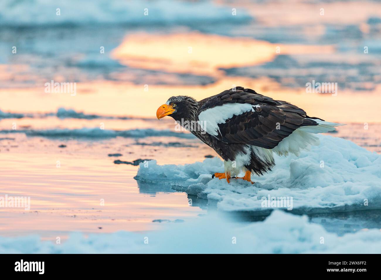 Steller's Seeadler (Haliaeetus pelagicus), Meereis, Hokkaido (Japan) Stockfoto