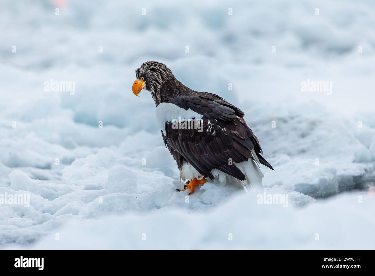 Steller's Seeadler (Haliaeetus pelagicus), Meereis, Hokkaido (Japan) Stockfoto