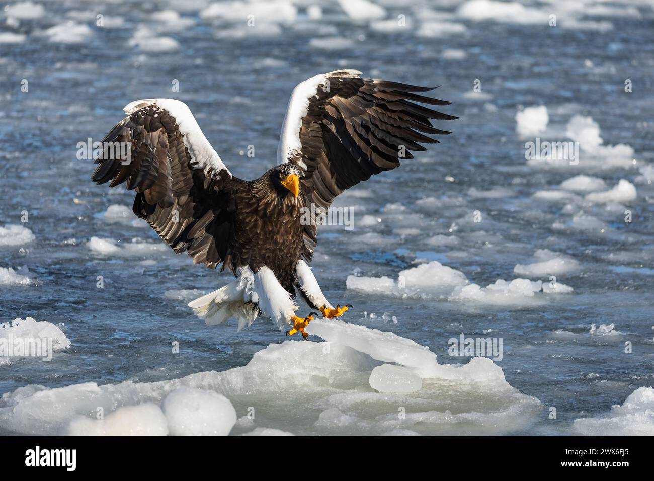 Steller's Seeadler (Haliaeetus pelagicus), Meereis, Hokkaido (Japan) Stockfoto