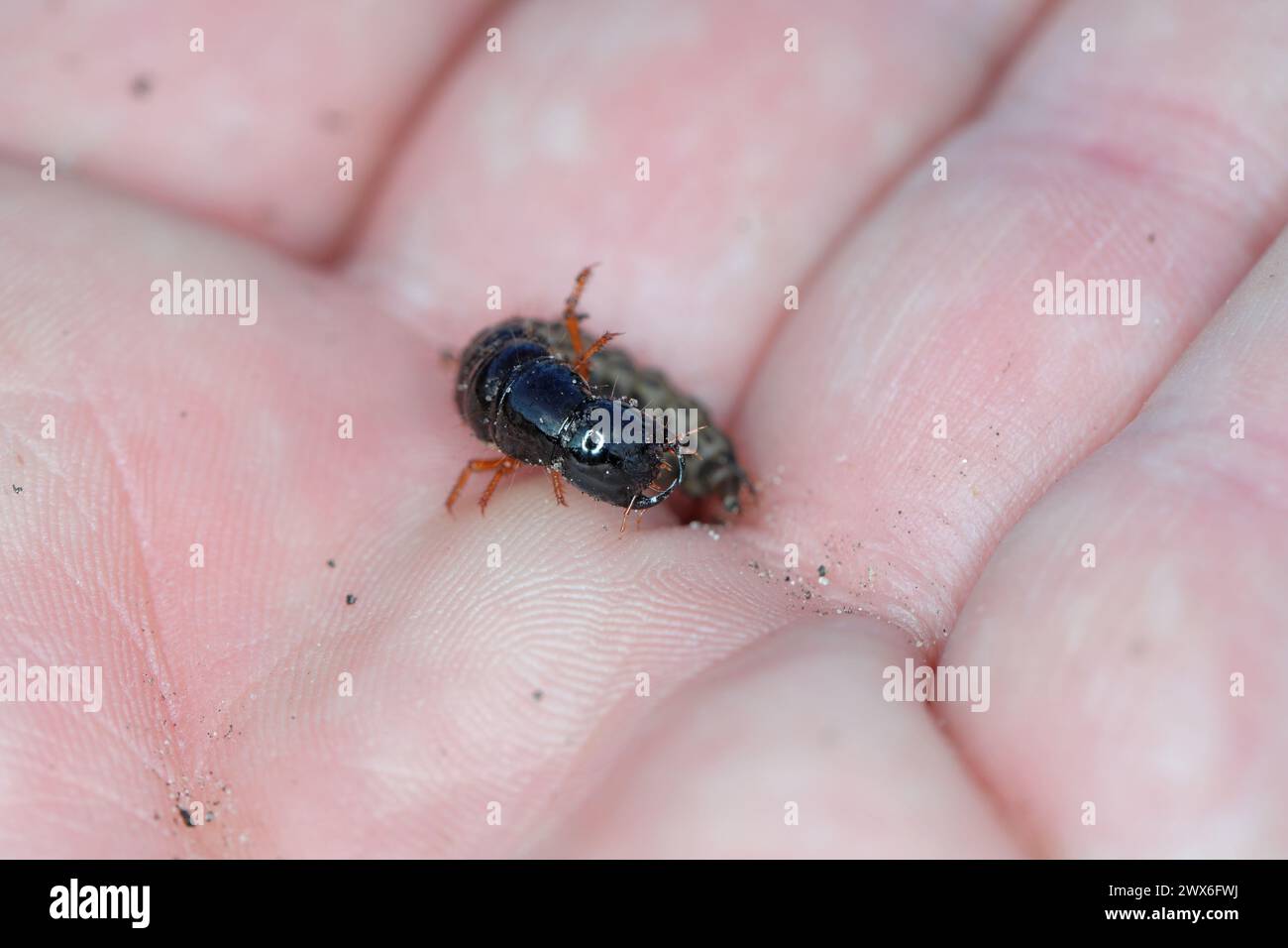 Larve eines Raubkäfers der Familie der Rovenkäfer (Staphylinidae) an der Hand. Stockfoto