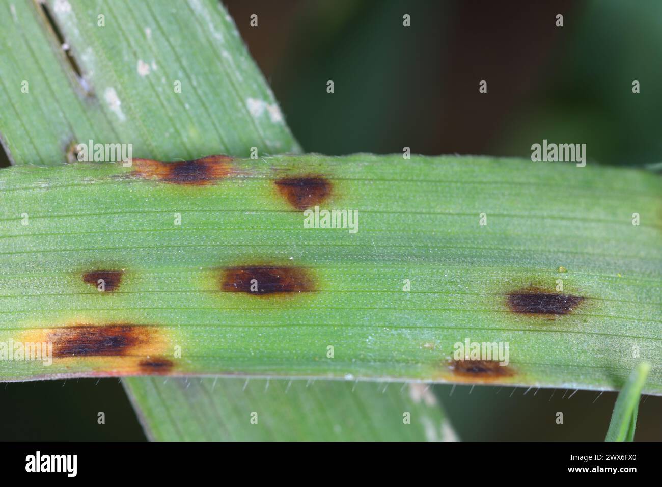 Krankheitssymptome durch pathogene Pilze auf Getreideblättern. Stockfoto